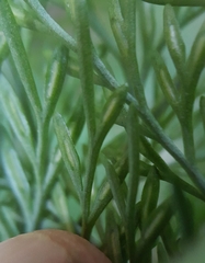 Asplenium viviparum