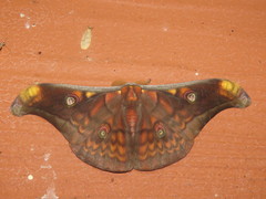 Antheraea celebensis