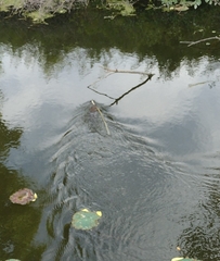 Ondatra zibethicus zibethicus