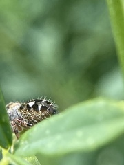 Phidippus audax