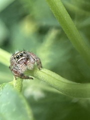 Phidippus audax
