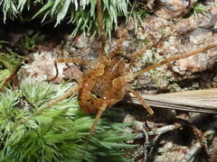Lacinius ephippiatus