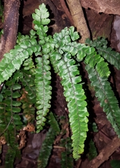 Adiantum hispidulum