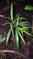 Elaeodendron orientale