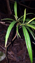 Elaeodendron orientale