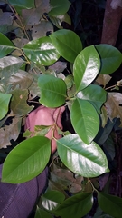 Coffea mauritiana