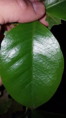 Coffea mauritiana