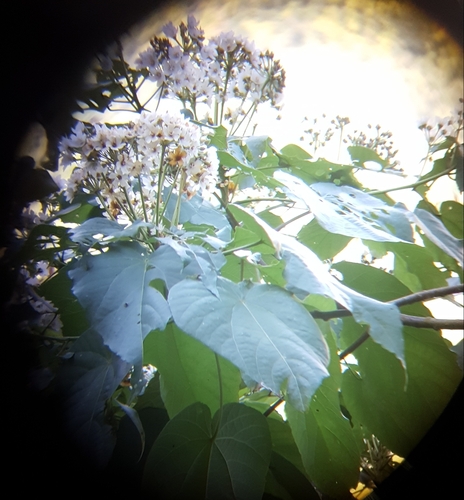 Dombeya umbellata