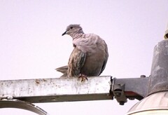 Streptopelia decaocto
