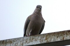 Streptopelia decaocto