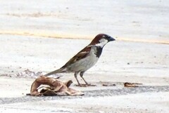 Passer domesticus