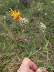 Centaurea collina