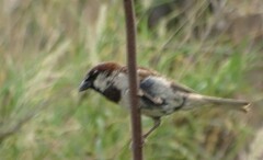 Passer domesticus