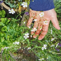 Gypsophila elegans