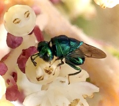 Euperilampus triangularis