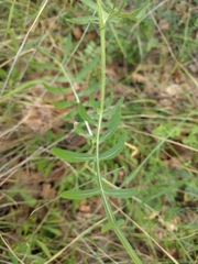 Centaurea collina