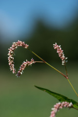 Persicaria lapathifolia lapathifolia