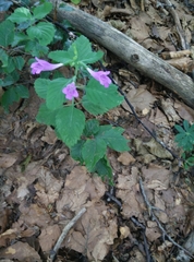 Clinopodium grandiflorum