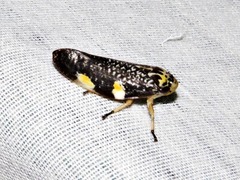 Ptyelus grossus
