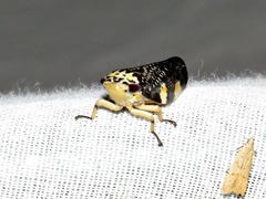 Ptyelus grossus