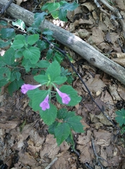 Clinopodium grandiflorum