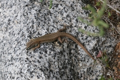Gallotia atlantica