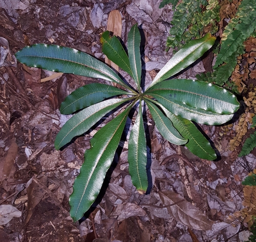 Ochrosia borbonica