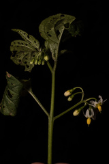 Solanum
