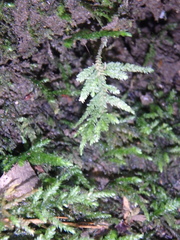 Thamnobryum