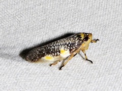 Ptyelus grossus