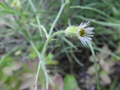 Erigeron elatus