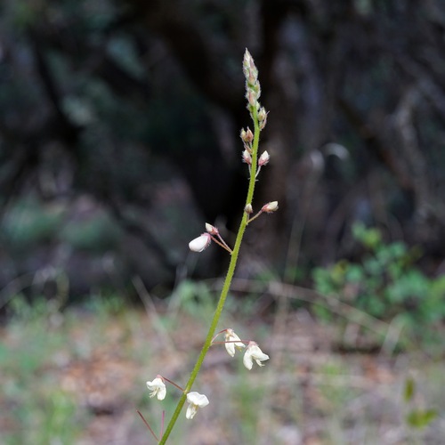Image of Desmodium grahamii by (c) Andrew Tree, some rights reserved (CC BY)