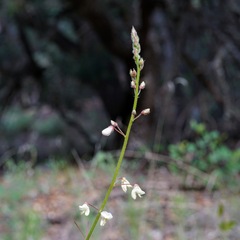 Desmodium grahamii