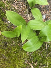 Clintonia uniflora