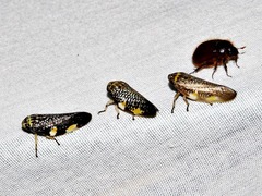 Ptyelus grossus