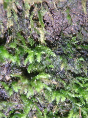 Thamnobryum