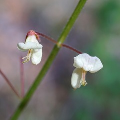 Desmodium grahamii