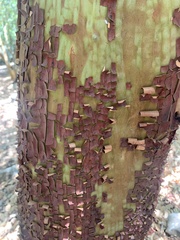 Arbutus andrachne
