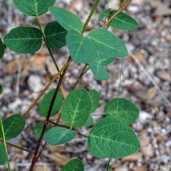 Desmodium grahamii