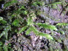 Thamnobryum