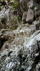 Elaeodendron orientale