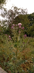 Cirsium arvense