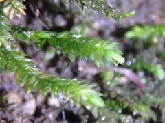 Thamnobryum