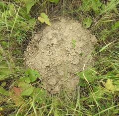 Spalax microphthalmus