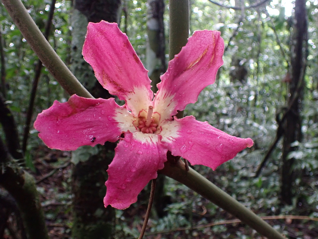 Ceiba speciosa — an easy houseplant, prefers full sun light
