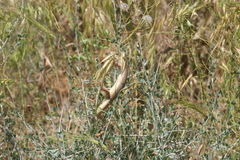 Eumeces schneiderii
