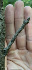 Lytrosis