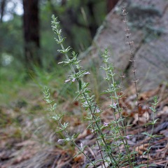 Hedeoma oblongifolia