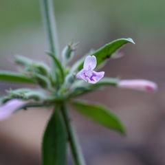 Hedeoma oblongifolia