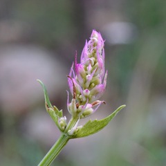 Agastache pallidiflora